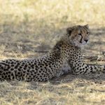 Tanzania - Serengeti - ghepardi a caccia