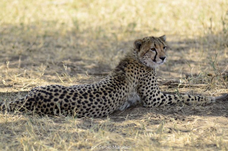 Tanzania - Serengeti - ghepardi a caccia
