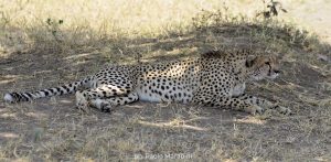 Tanzania - Serengeti - ghepardi a caccia