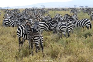 serengeti-migrazione-zebre-DSC2966-foto-paolo-marabini